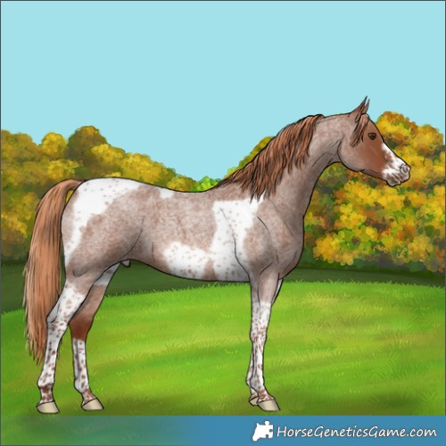 Horse Color:Red Roan Tobiano Frame 