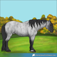 Horse Color:Blue Roan