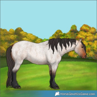 Horse Color:Bay Roan Dun 