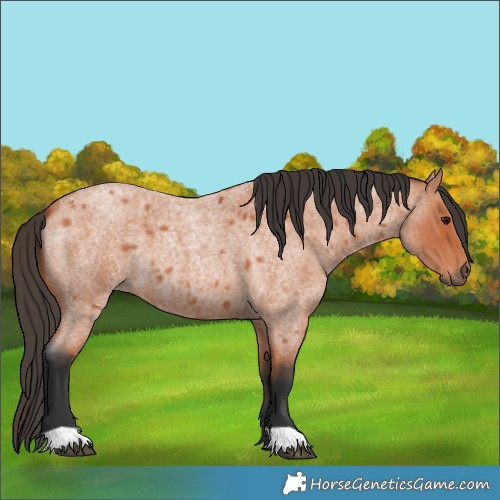 Horse Color:Bay Roan 