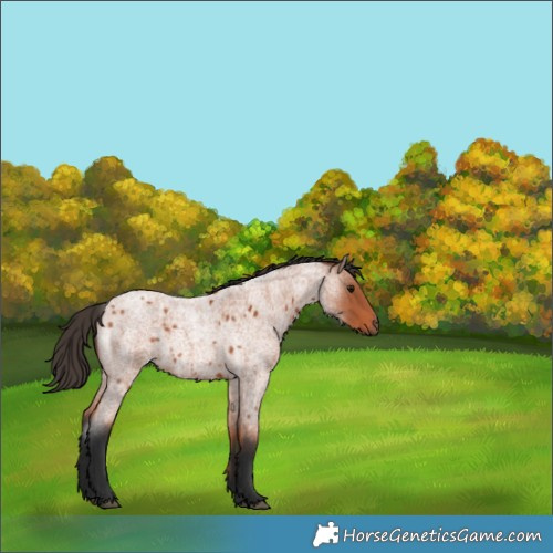 Horse Color:Bay Roan 