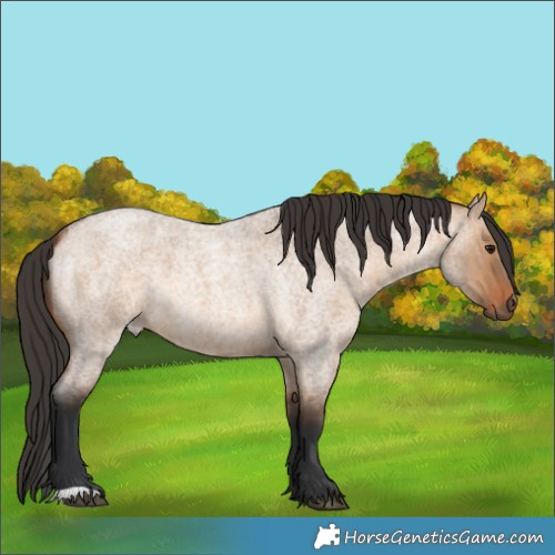 Horse Color:Bay Roan Dun 
