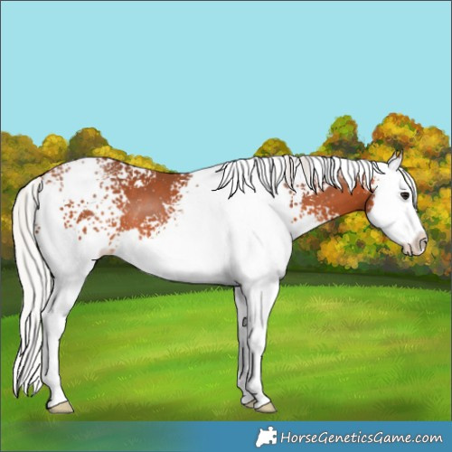 Horse Color:White Spotted Silver Bay Splash 