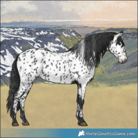 Horse Color:Black Near Leopard 