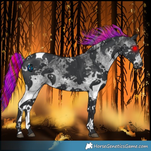 Horse Color:Painted White Spotted Black Tobiano 