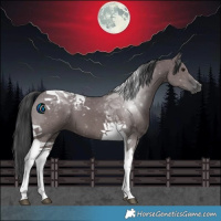 Horse Color:Grullo Tobiano 