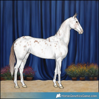 Horse Color:Chestnut Sabino Appaloosa 