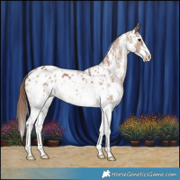 Horse Color:Chestnut Sabino Appaloosa