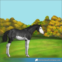 Horse Color:Gray Black Splash Rabicano 