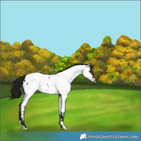 Horse Color:Gray Brown Near Fewspot Rabicano 