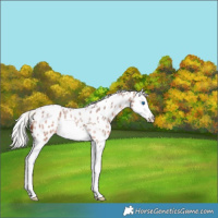 Horse Color:Silver Brown Roan Splash Appaloosa 