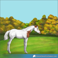Horse Color:Silver Bay Splash Tobiano Frame Appaloosa Rabicano 
