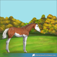 Horse Color:Silver Bay Splash 