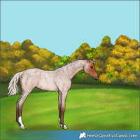 Horse Color:Silver Bay Roan Rabicano 