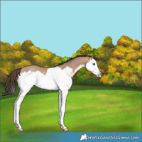 Horse Color:Amber Champagne Splash Rabicano 