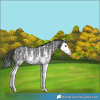 Horse Color:Black Sabino Splash Varnish Rabicano 