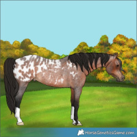 Horse Color:Gray Bay Roan Appaloosa Rabicano 