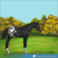 Horse Color:Gray Smoky Black Appaloosa 