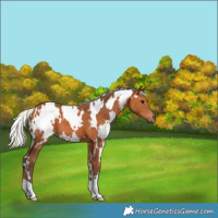 Horse Color:White Spotted Silver Bay 