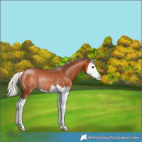 Horse Color:Silver Bay Splash Rabicano