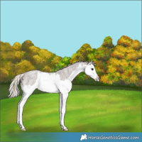 Horse Color:Silver Blue Roan Splash Rabicano