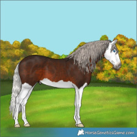 Horse Color:Gray Silver Brown Splash 
