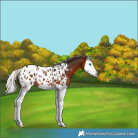 Horse Color:Gray Silver Bay Splash Appaloosa 