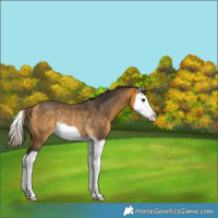 Horse Color:Buckskin Splash Varnish Rabicano 