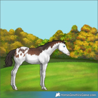 Horse Color:Bay Splash Appaloosa Rabicano 