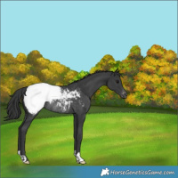 Horse Color:Black Appaloosa Rabicano 