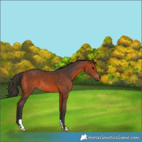 Horse Color:Bay 