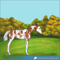 Horse Color:White Spotted Silver Bay Splash Rabicano 