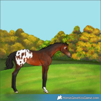 Horse Color:Gray Bay Appaloosa