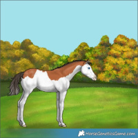 Horse Color:Bay Splash 