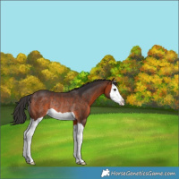 Horse Color:Brown Splash Rabicano 