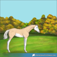 Horse Color:Silver Buckskin Splash