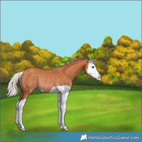 Horse Color:Silver Bay Splash Rabicano