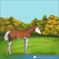 Horse Color:Silver Bay Splash 
