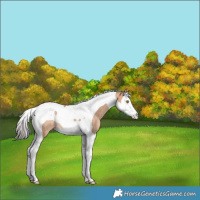 Horse Color:Amber Champagne Splash Tobiano Rabicano 