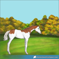 Horse Color:Silver Bay Splash Rabicano