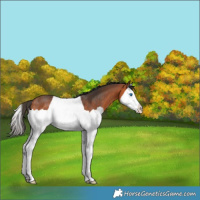 Horse Color:Bay Splash Rabicano