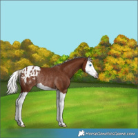Horse Color:Gray Silver Bay Splash Appaloosa Rabicano 