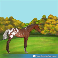 Horse Color:Silver Brown Appaloosa Rabicano