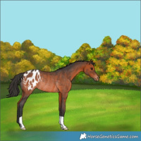 Horse Color:Brown Appaloosa Rabicano 
