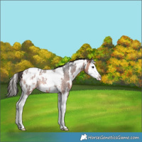 Horse Color:White Spotted Bay Roan Splash Blanket Rabicano 