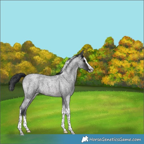 Horse Color:Brown Roan Splash Tobiano 