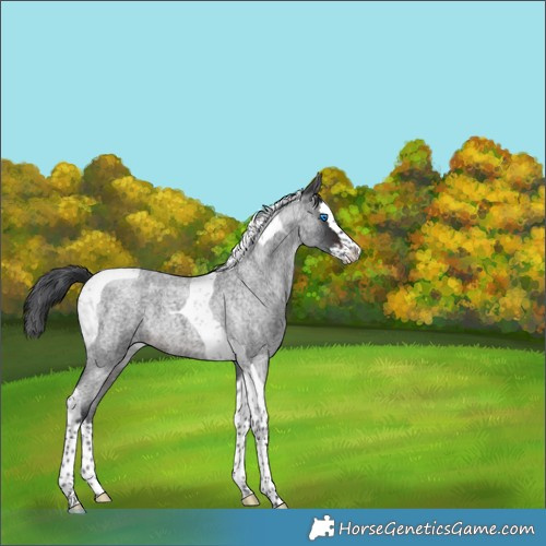 Horse Color:Brown Roan Splash Tobiano 