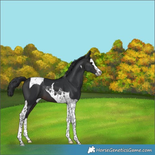 Horse Color:Brown Splash Tobiano 