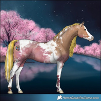 Horse Color:Painted Silver Bay Dun Splash Tobiano Rabicano 