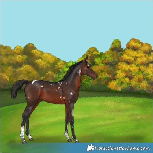 Horse Color:White Spotted Brown Tobiano 